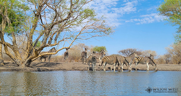 Burchell's Zebra