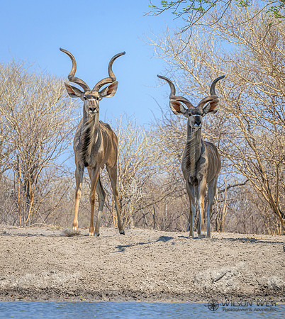Greater Kudu