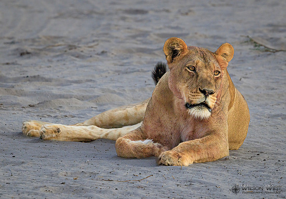 Lion