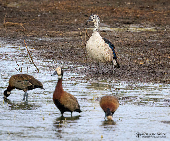 Knob-billed Duck, White-faced Whistling Duck