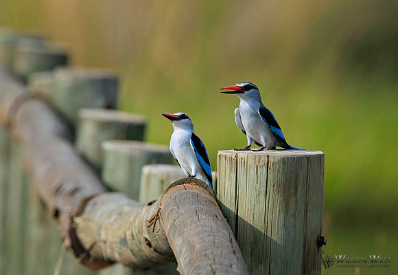 Woodland Kingfisher