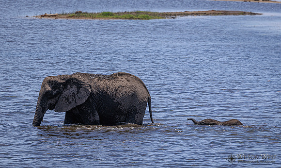 Elephant