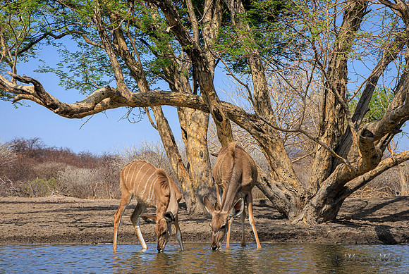 Greater Kudu