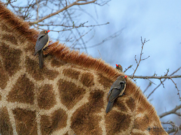 Giraffe, Red-billed Oxpecker
