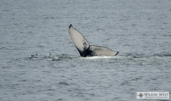 Minke Whale
