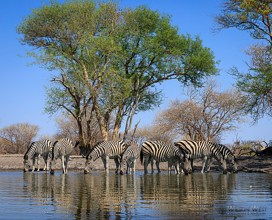 Burchell's Zebra