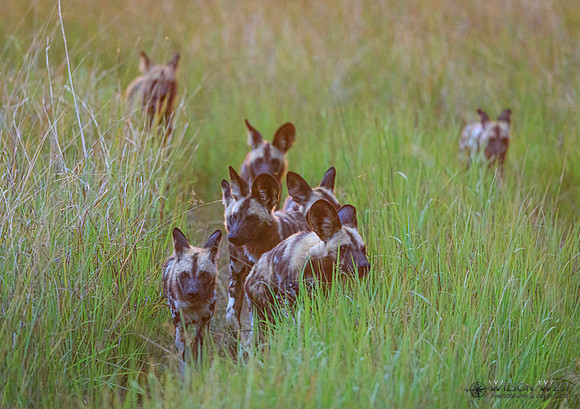 African Wild Dog