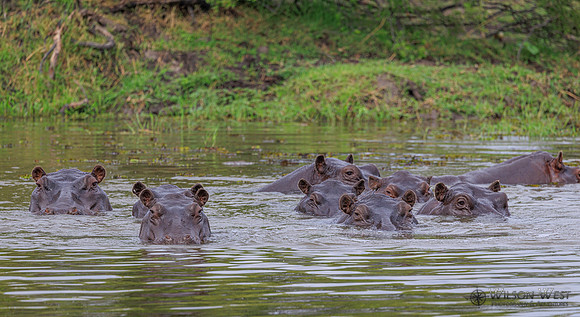 Hippopotamus