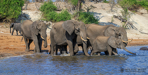 Elephant