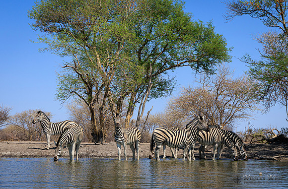 Burchell's Zebra