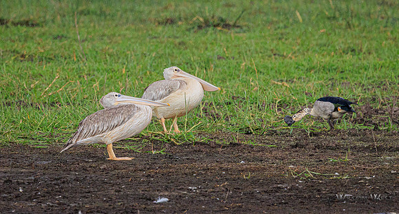 Knob-billed Duck, Pink-backed Pelican