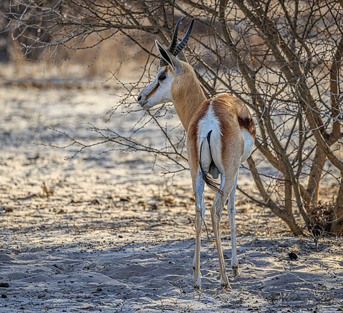 Springbok