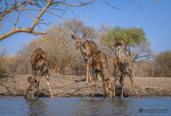 Greater Kudu
