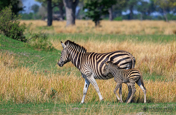 Burchell's Zebra