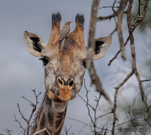 Giraffe, Red-billed Oxpecker