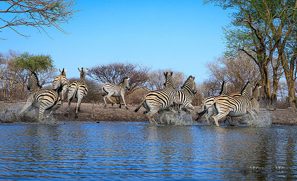 Burchell's Zebra