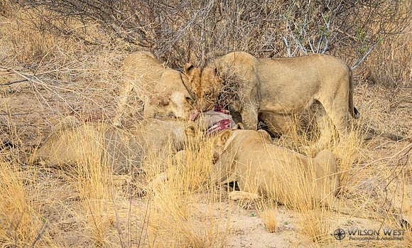 Lions eating a kudu