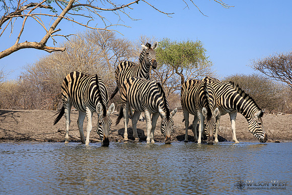 Burchell's Zebra