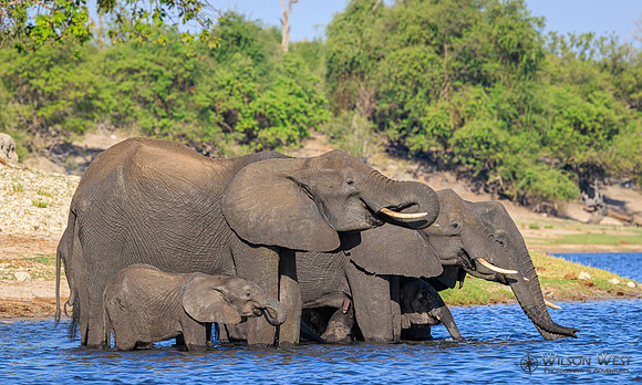 Elephant