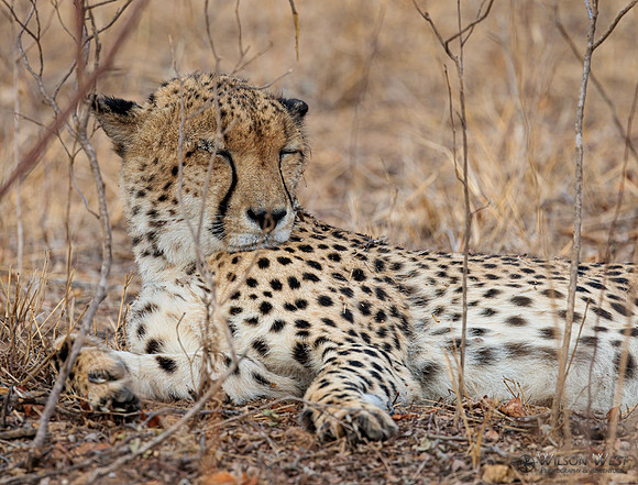 Cheetah