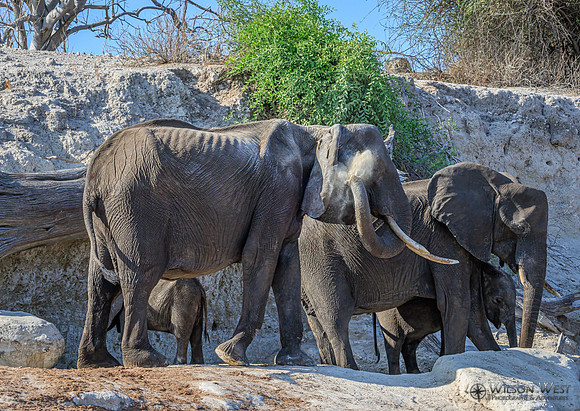 Elephant