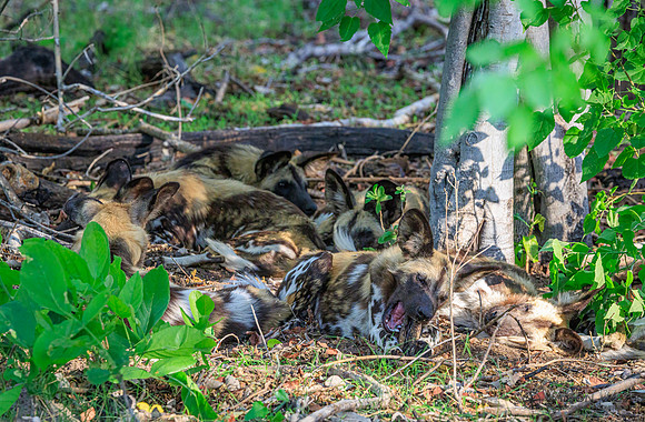 African Wild Dog