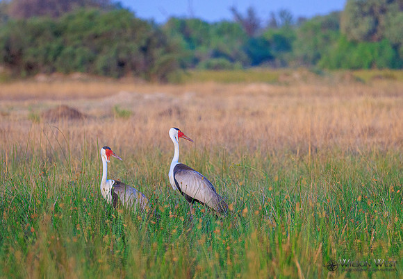 Wattled Crane