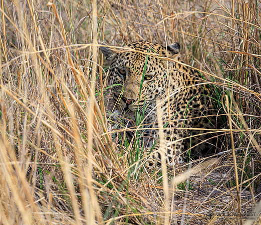 Leopard