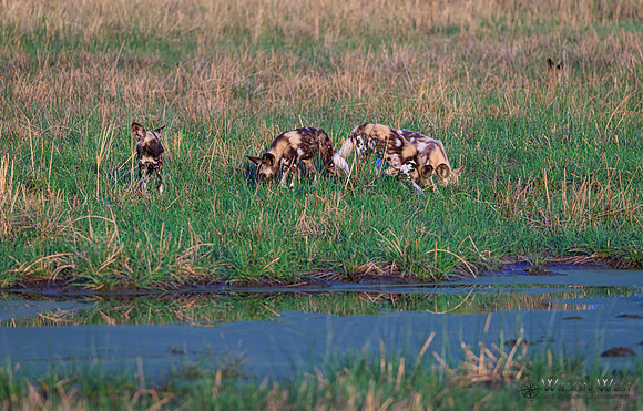 African Wild Dog