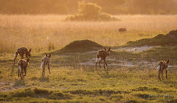 African Wild Dog