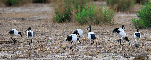 Sacred Ibis