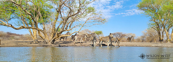 Burchell's Zebra