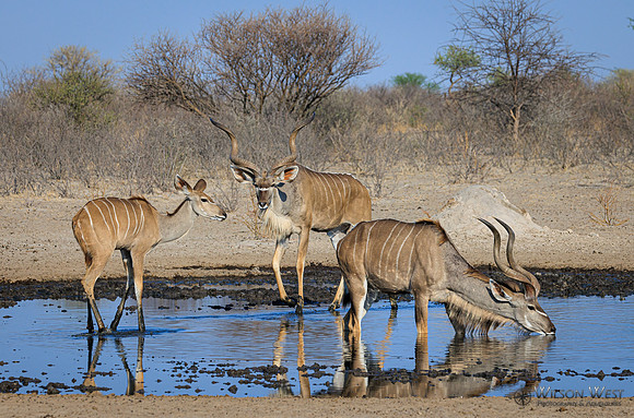 Greater Kudu