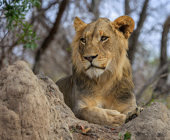 Lion