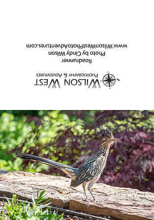 Birds - Road Runner