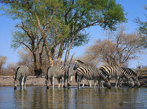 Burchell's Zebra