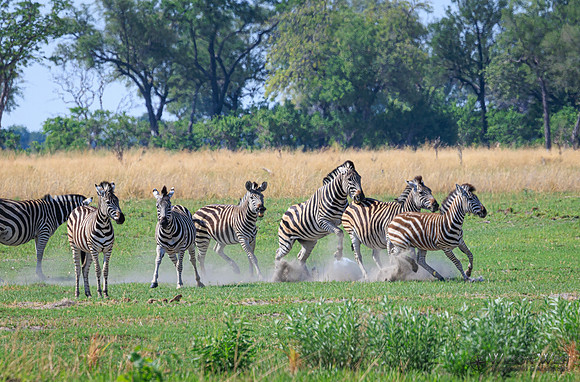 Burchell's Zebra