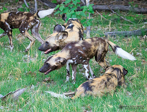 African Wild Dog