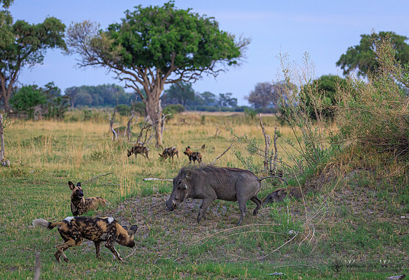 African Wild Dog, Warthog
