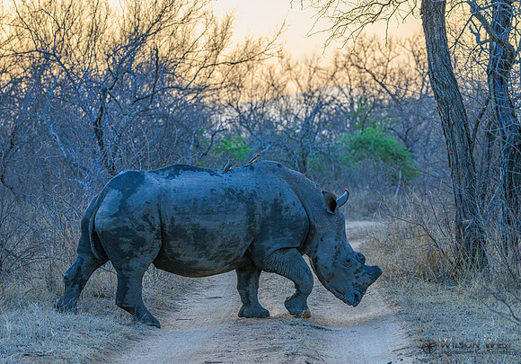 White Rhinoceros