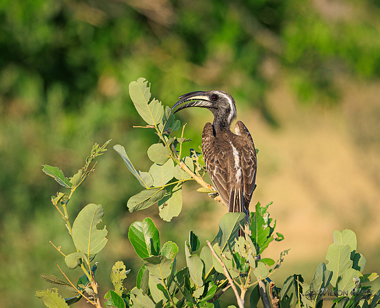 Gray Hornbill