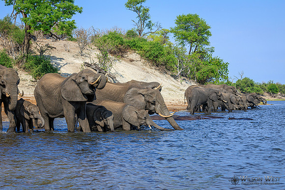 Elephant
