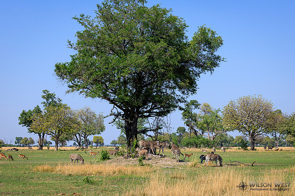 Burchell's Zebra