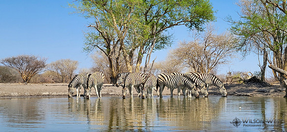 Burchell's Zebra