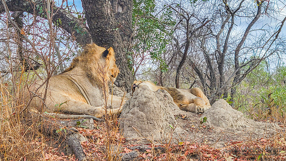 Lions