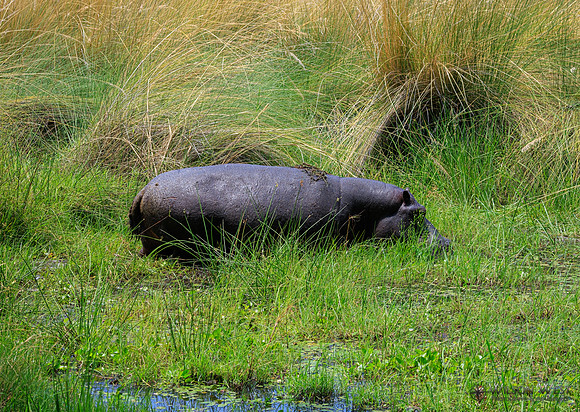 Hippopotamus