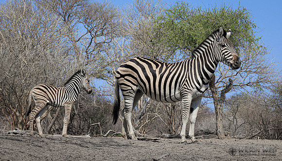 Burchell's Zebra