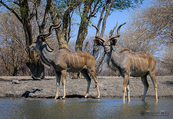 Greater Kudu