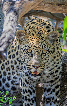 Leopard
