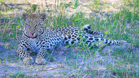 Leopard